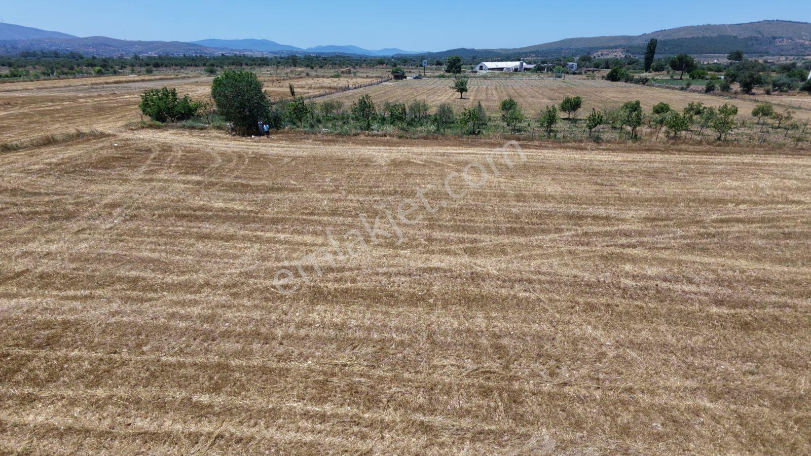 Muğla Milas Kuzyaka Köyü Satılık 4.350 M² Tarla - Görsel 17