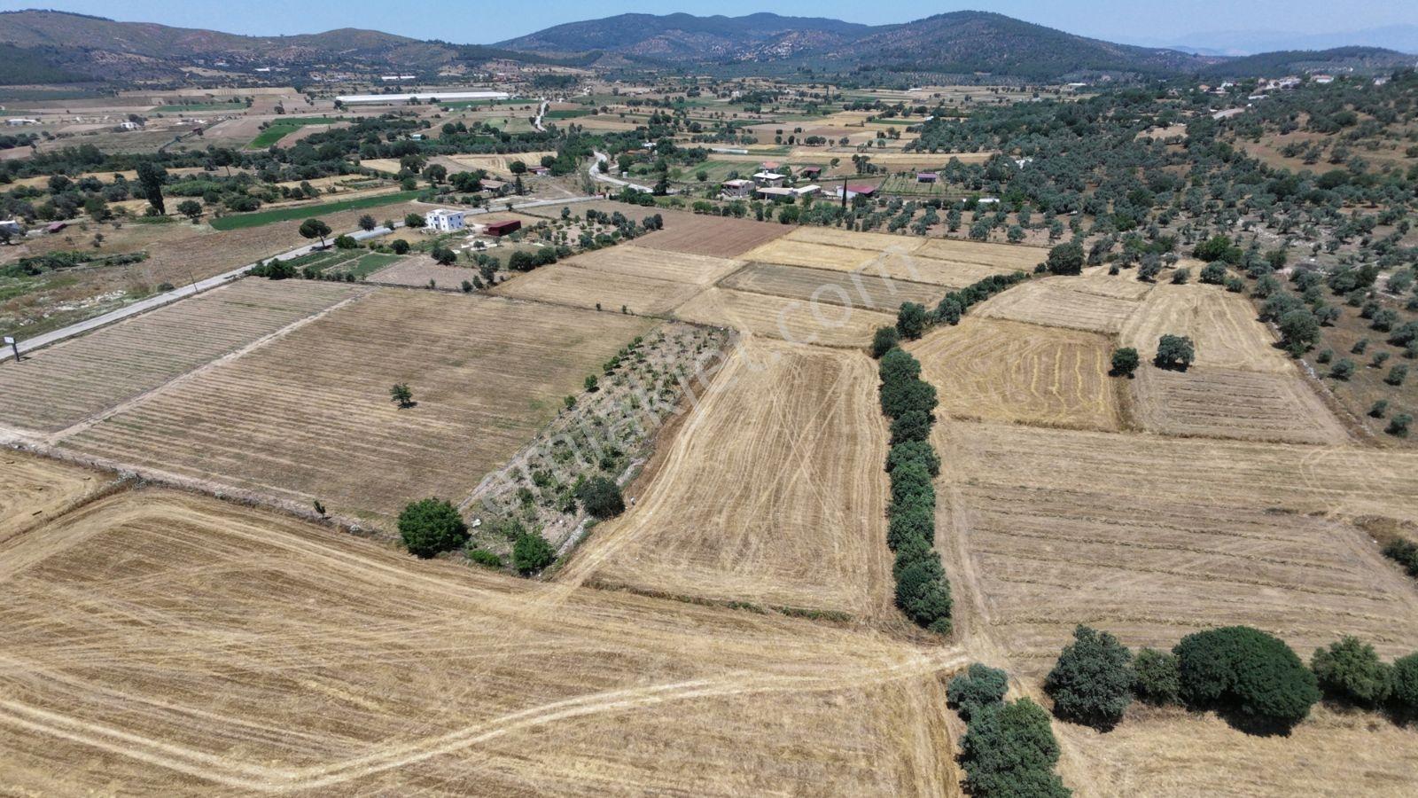Muğla Milas Kuzyaka Köyü Satılık 4.350 M² Tarla - Görsel 8