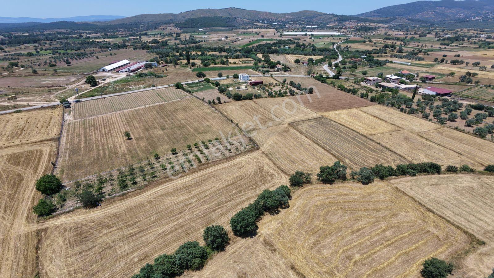 Muğla Milas Kuzyaka Köyü Satılık 4.350 M² Tarla - Görsel 3
