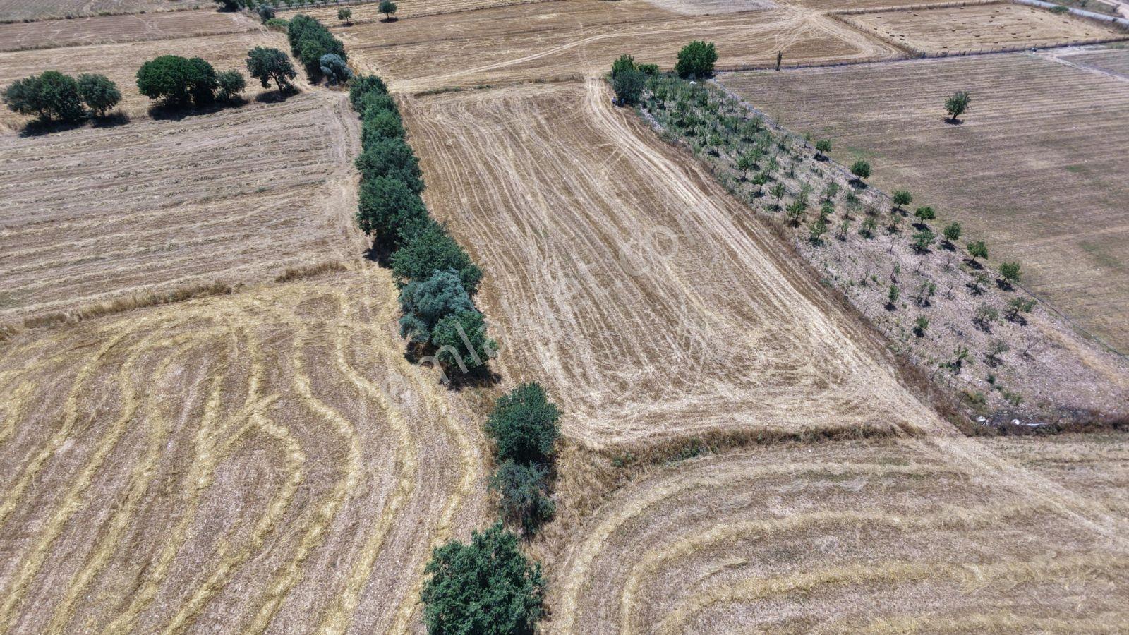 Muğla Milas Kuzyaka Köyü Satılık 4.350 M² Tarla - Görsel 20