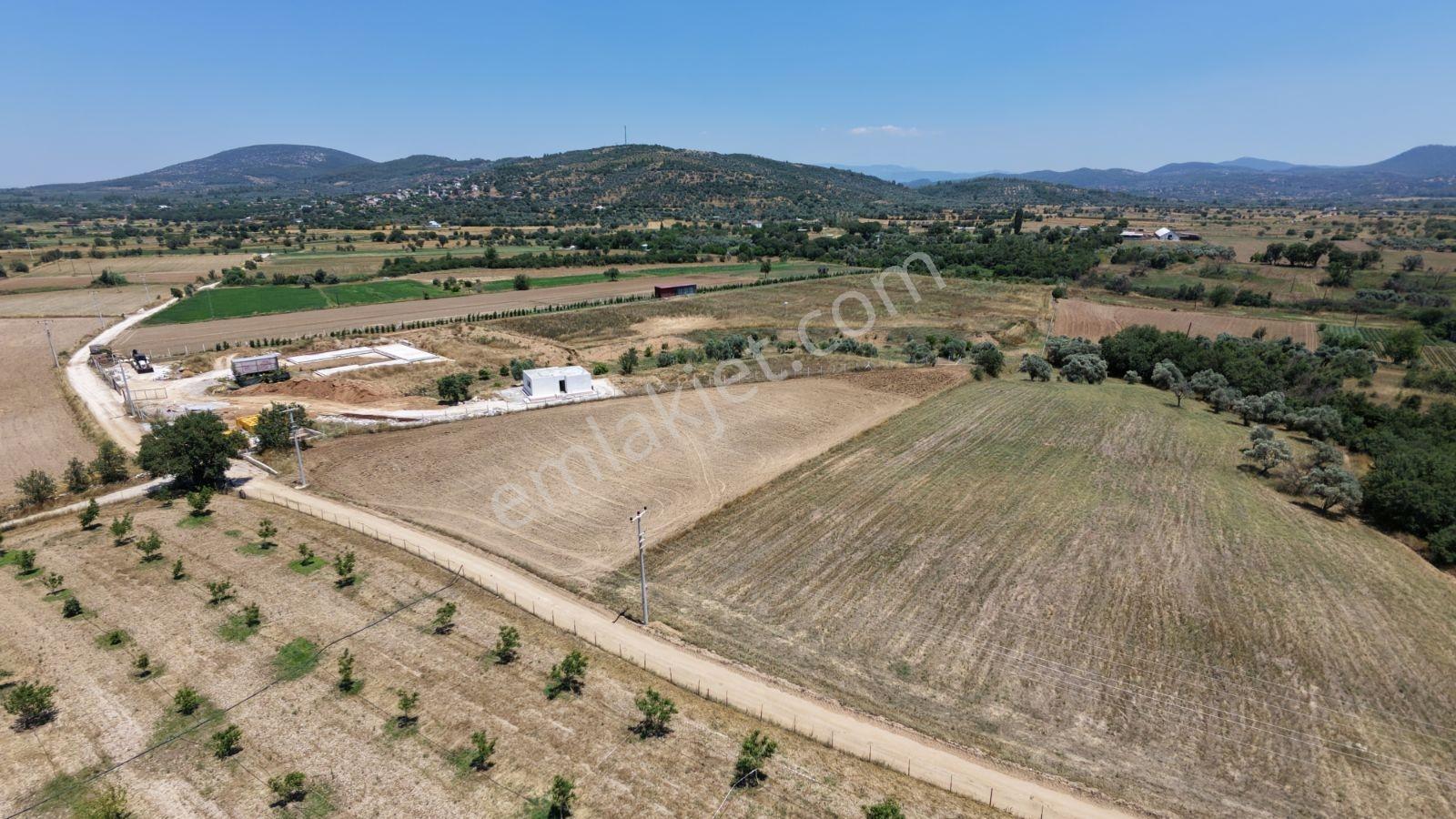Muğla Milas Kuzyaka Köyü Satılık 11.250 M² Çiftlik Arsası - Görsel 32