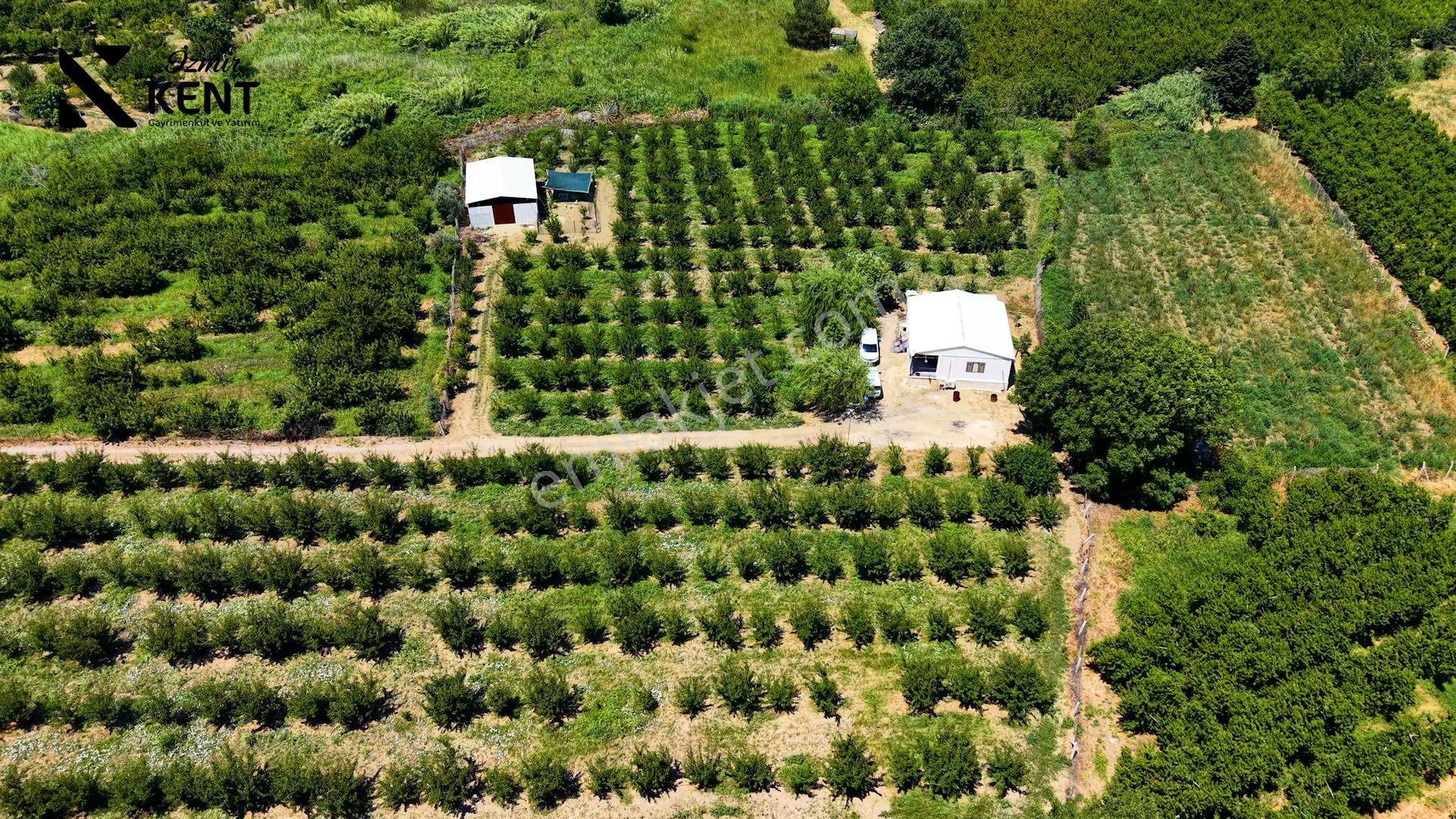 Kemalpaşa Bağyurdu Hazır Kurulu 9157 M2 Satılık Bahçe - Görsel 3