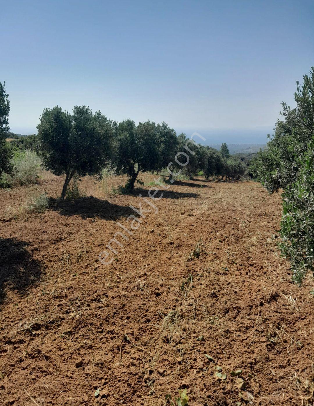 Bulut Yatırımdan 6920 M² Deniz Manzaralı Yetişmiş Zeytinlik - Görsel 10