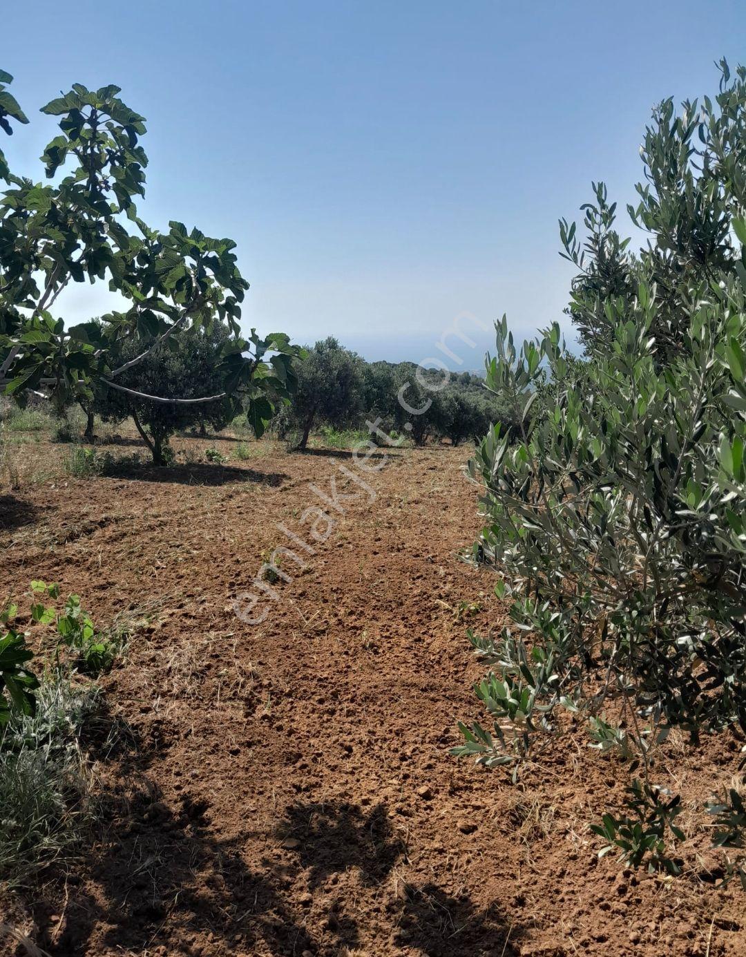 Bulut Yatırımdan 6920 M² Deniz Manzaralı Yetişmiş Zeytinlik - Görsel 15