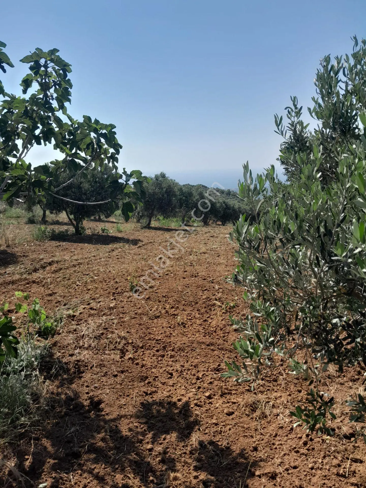 Bulut Yatırımdan 6920 M² Deniz Manzaralı Yetişmiş Zeytinlik - Görsel 3