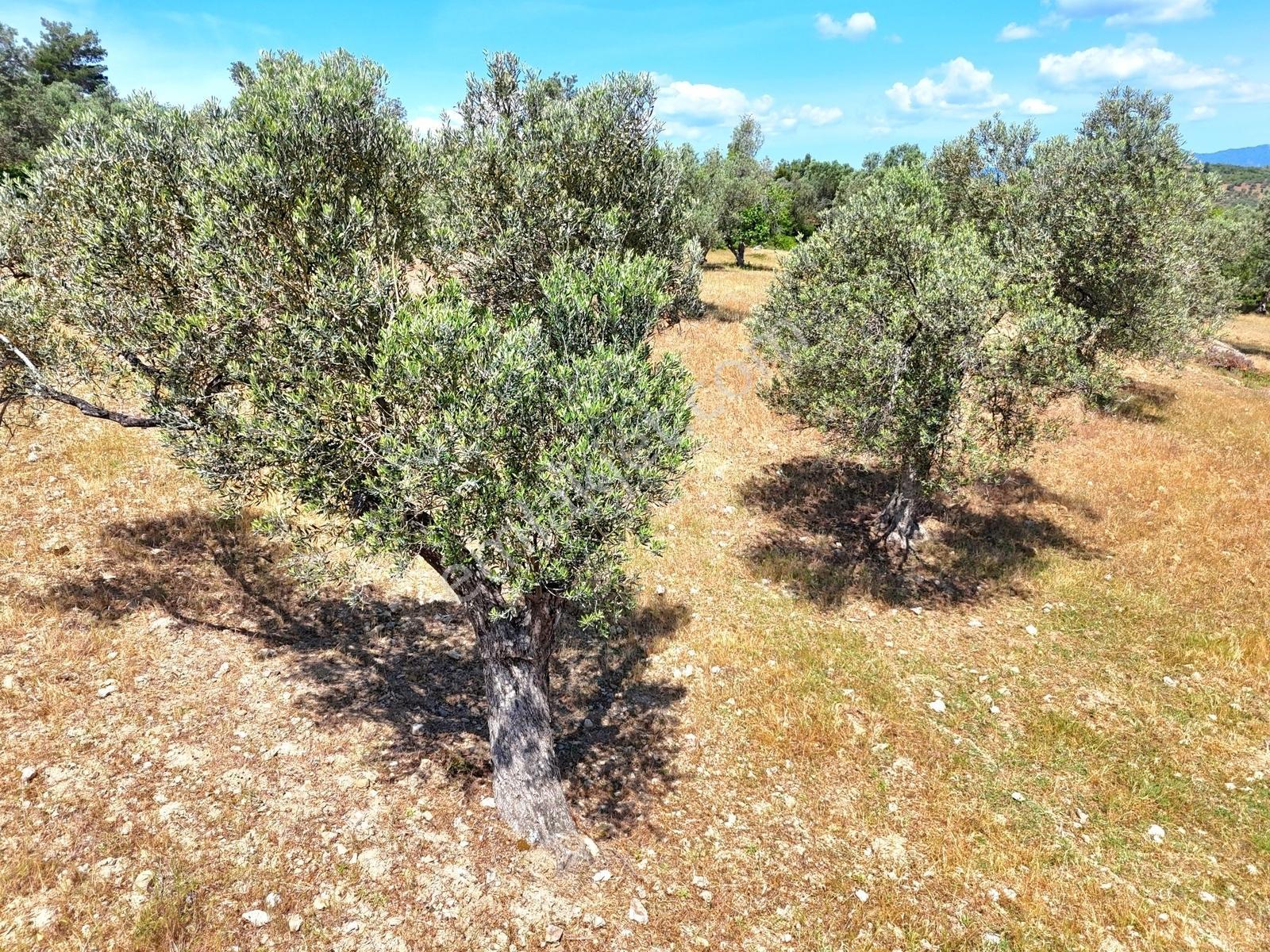Vahdet'ten Tepeoba'da 5.013 M² Yatırım Fırsatı Satılık Zeytinlik - Görsel 28