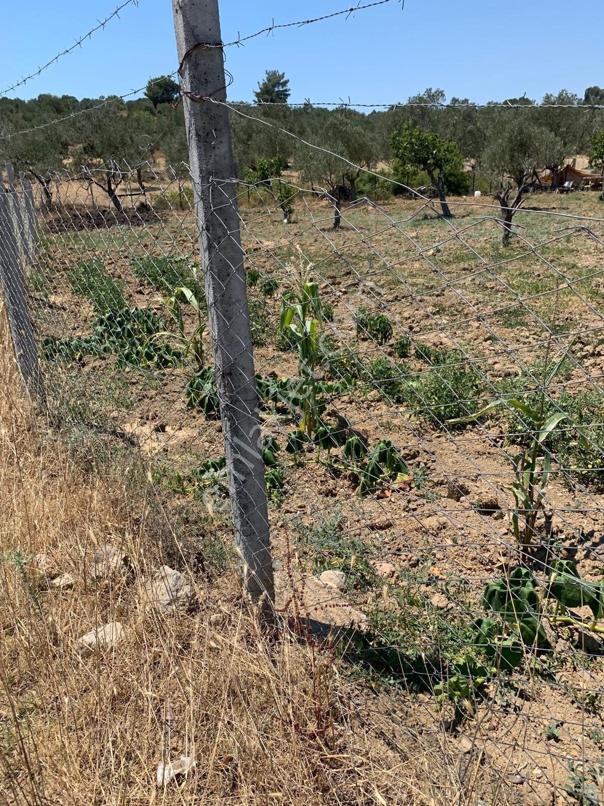 Vahdet'ten Tepeoba'da 5.013 M² Yatırım Fırsatı Satılık Zeytinlik - Görsel 20