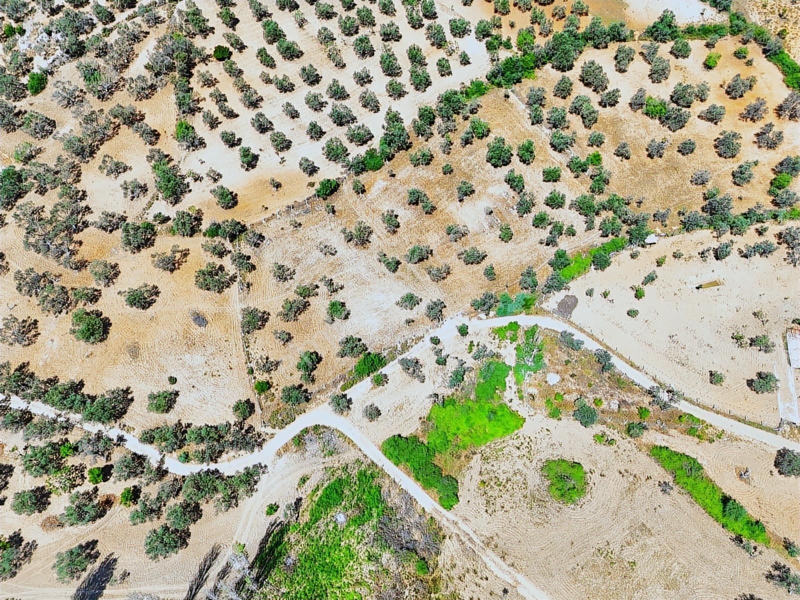 Vahdet'ten Tepeoba'da 5.013 M² Yatırım Fırsatı Satılık Zeytinlik - Görsel 11