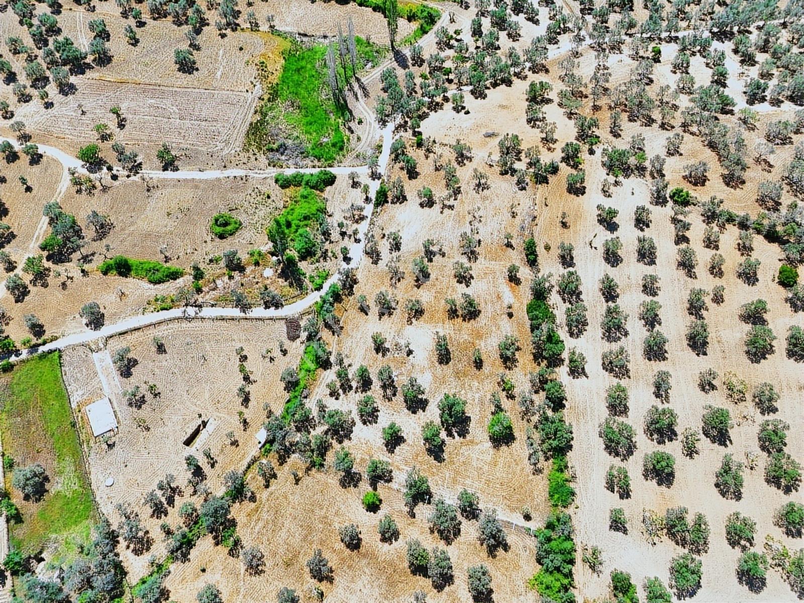 Vahdet'ten Tepeoba'da 5.013 M² Yatırım Fırsatı Satılık Zeytinlik - Görsel 29