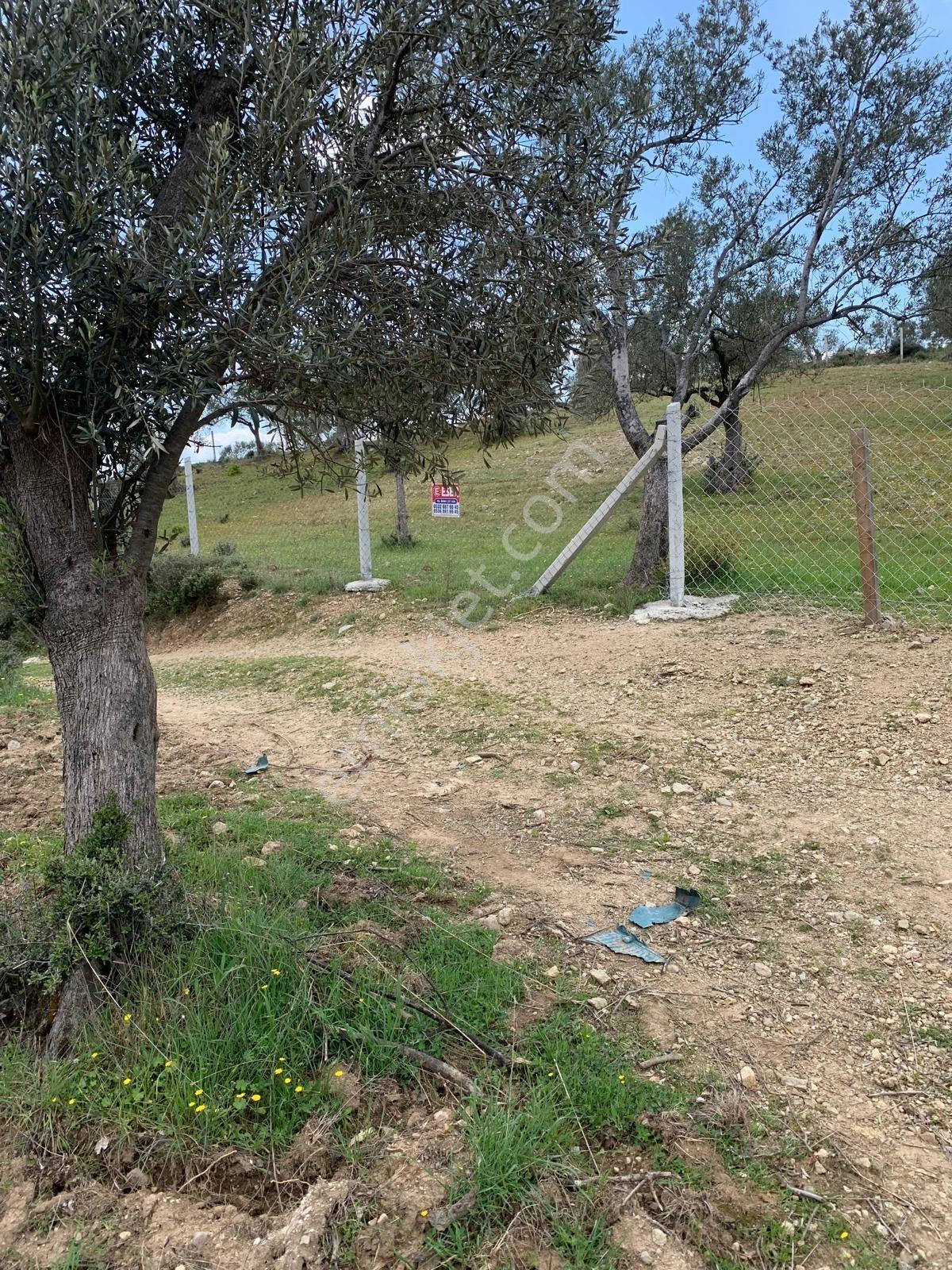 Vahdet'ten Tepeoba'da 5.013 M² Yatırım Fırsatı Satılık Zeytinlik - Görsel 25