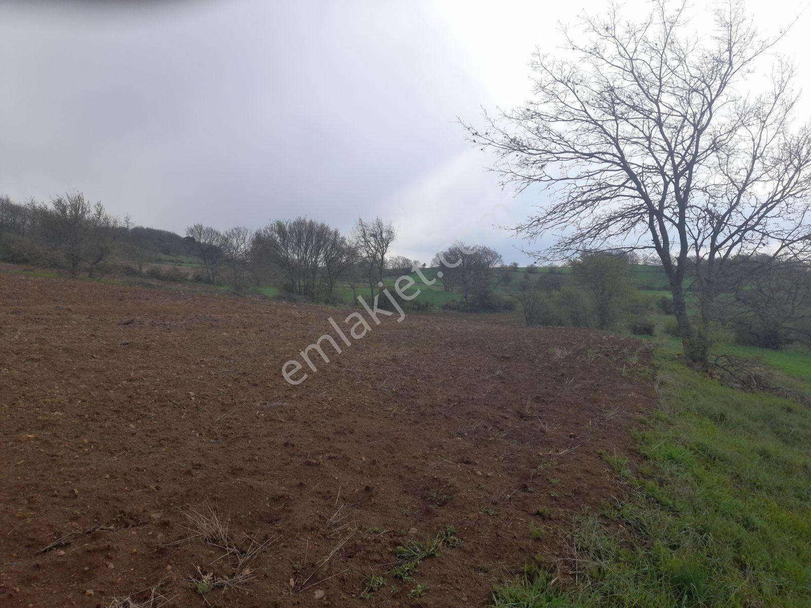 Dübekli Köyü Kadastro Yolu Olan Tarlalar - Görsel 19