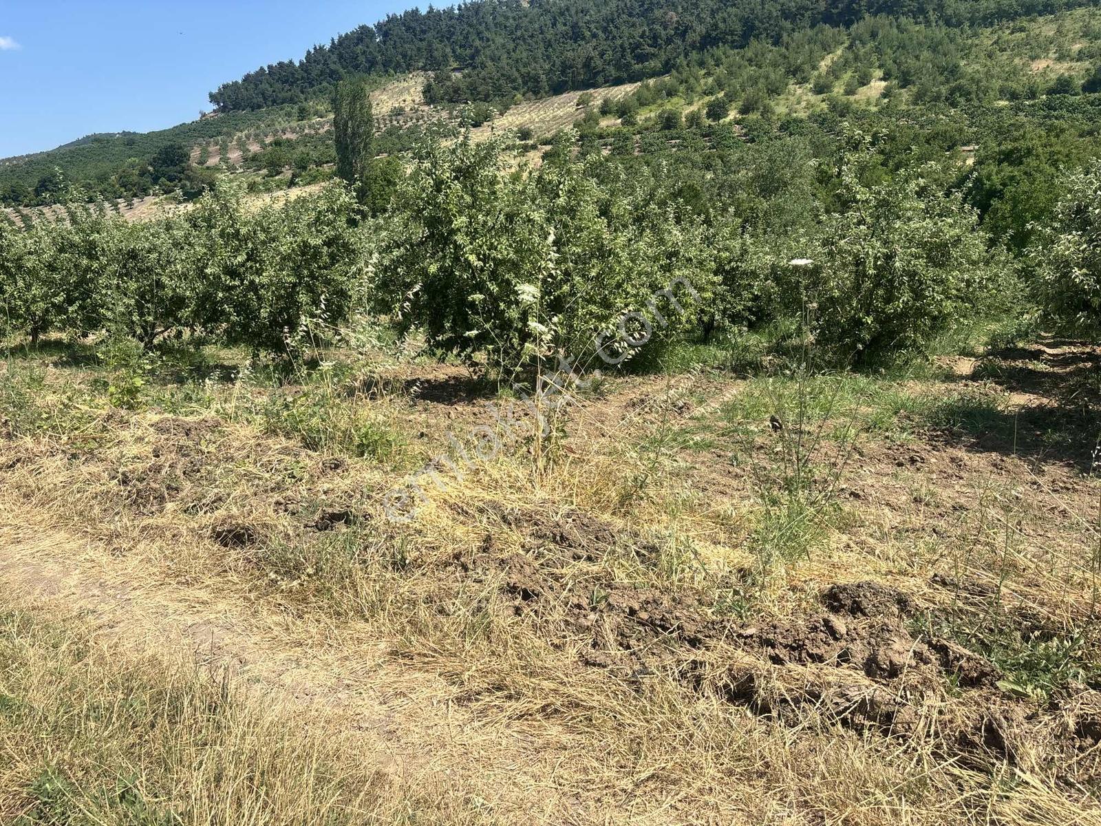 Avdancık Seçköy Mevkisinde Satılık Şeftali Bahçesi - Görsel 5