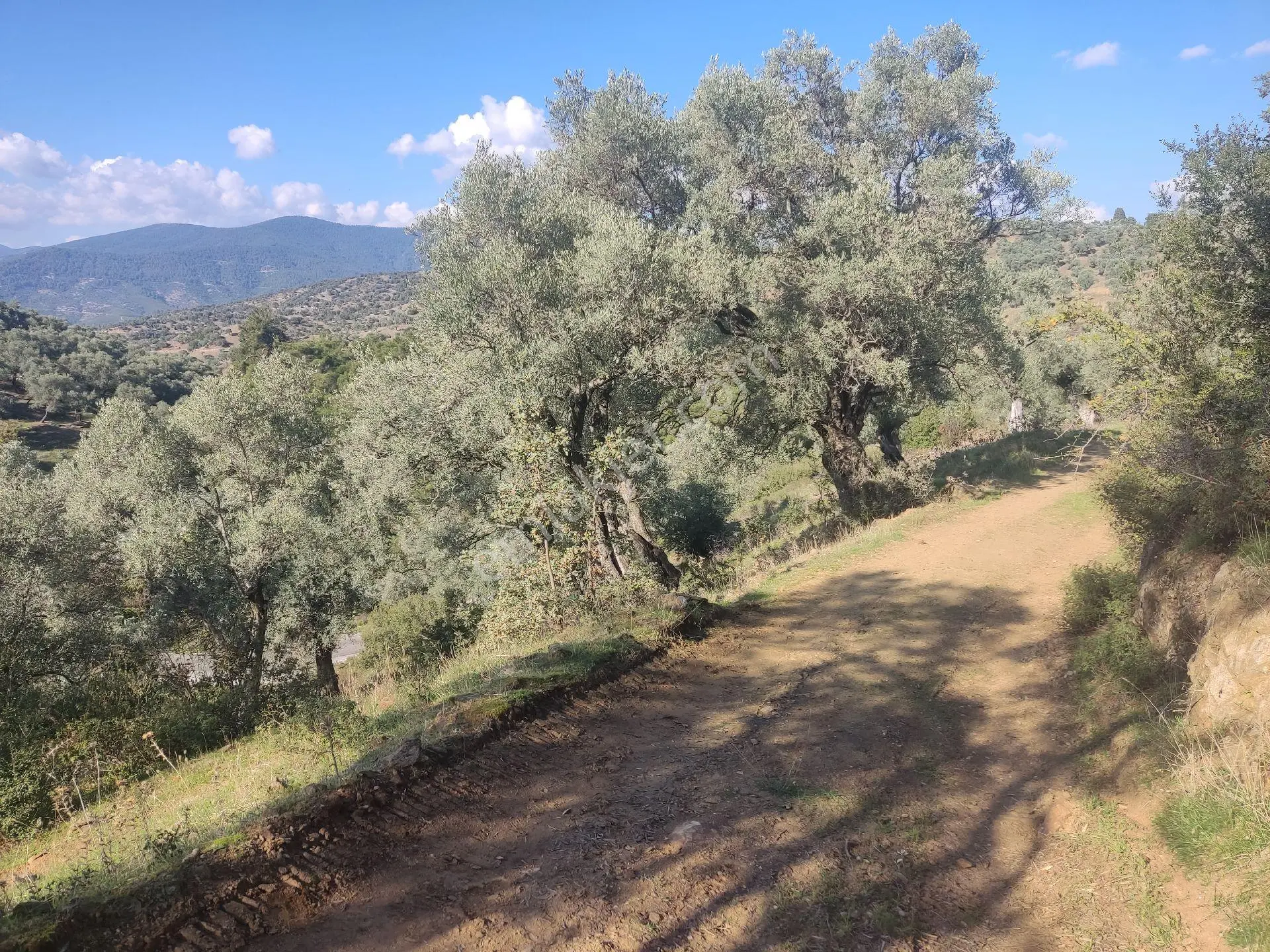 Doğa Gayrimenkul'den İzmir'de Yatırım Zeytinlik Fırsatı - Görsel 2