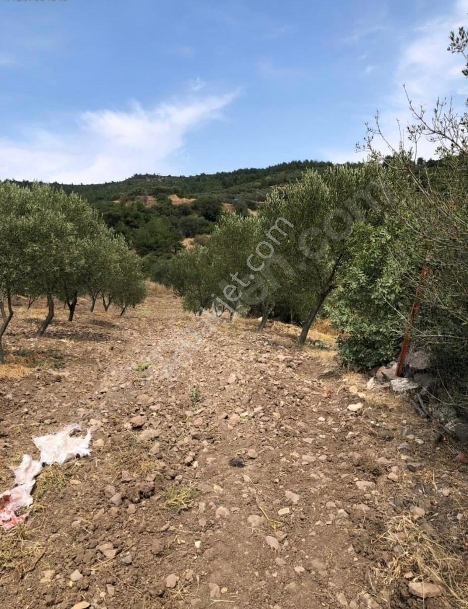 Pirahmet Köyü Yakınında 62 Adet Satılık Zeytinlik - Görsel 8