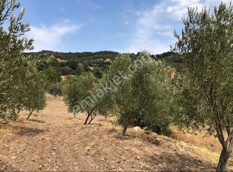 Pirahmet Köyü Yakınında 62 Adet Satılık Zeytinlik - Görsel 7