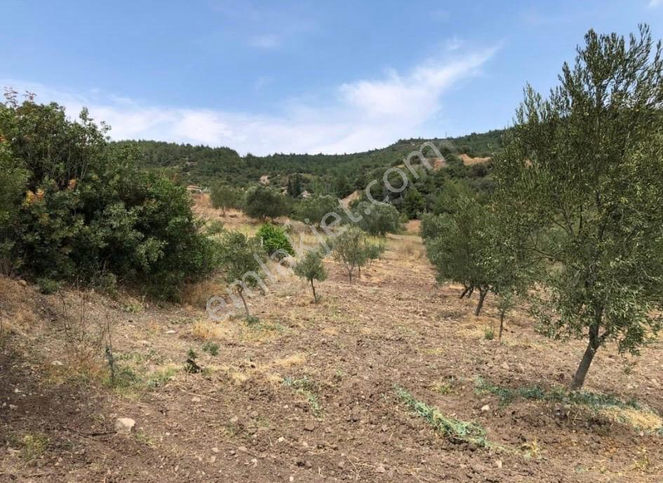 Pirahmet Köyü Yakınında 62 Adet Satılık Zeytinlik - Görsel 10