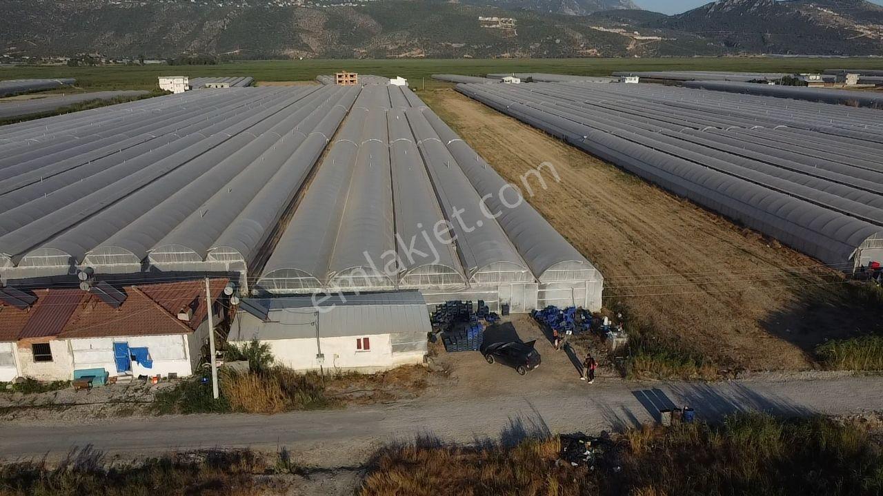 🌿 Antalya Kaş Kınık Göçebeler🍀 Fırsat Sera⚡ - Görsel 24