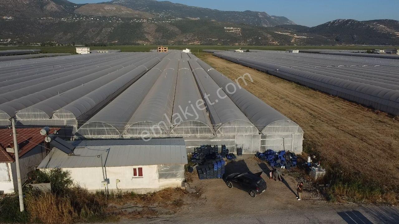 🌿 Antalya Kaş Kınık Göçebeler🍀 Fırsat Sera⚡ - Görsel 3