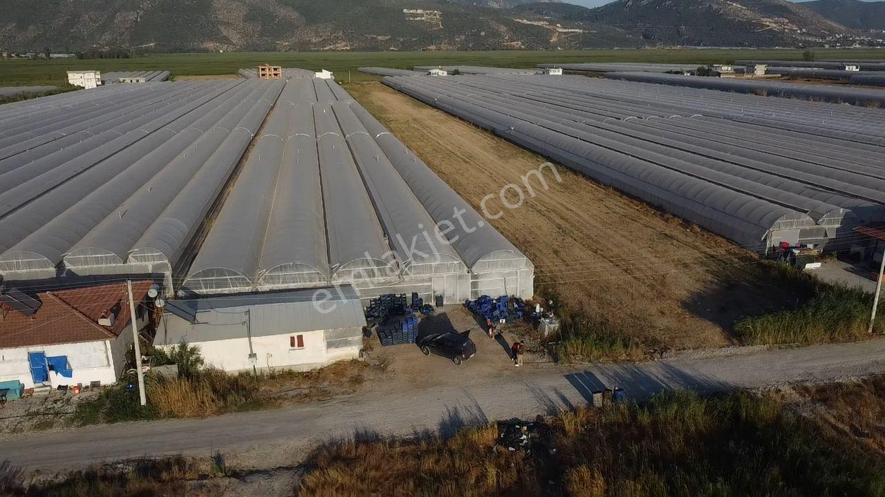 🌿 Antalya Kaş Kınık Göçebeler🍀 Fırsat Sera⚡ - Görsel 25