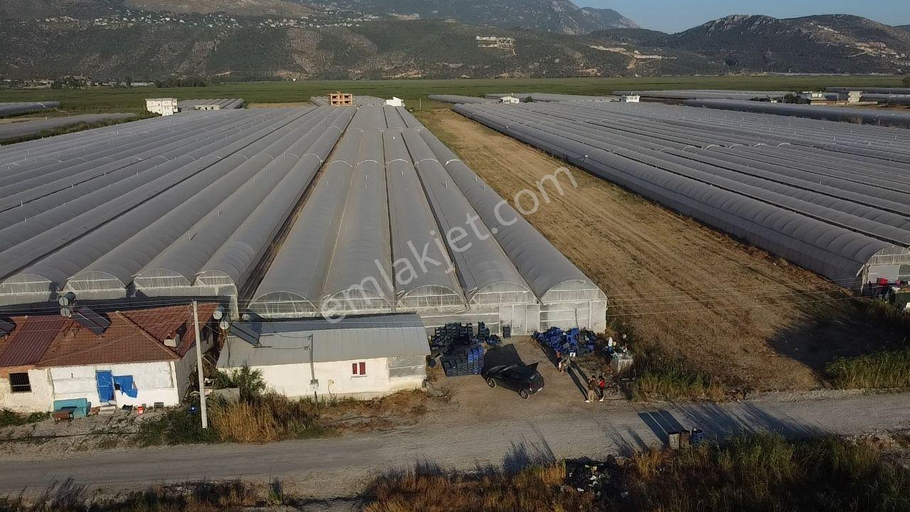 🌿 Antalya Kaş Kınık Göçebeler🍀 Fırsat Sera⚡ - Görsel 21