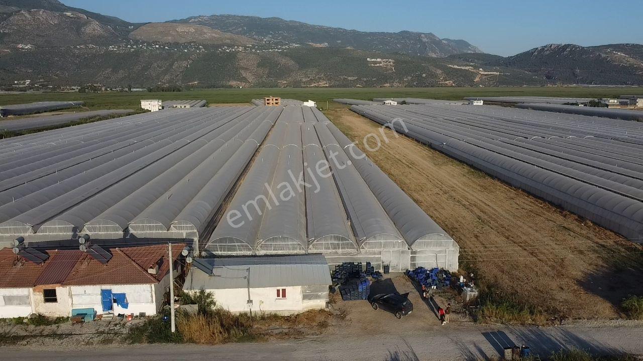 🌿 Antalya Kaş Kınık Göçebeler🍀 Fırsat Sera⚡ - Görsel 11