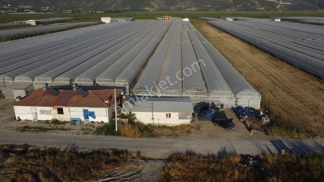 🌿 Antalya Kaş Kınık Göçebeler🍀 Fırsat Sera⚡ - Görsel 15
