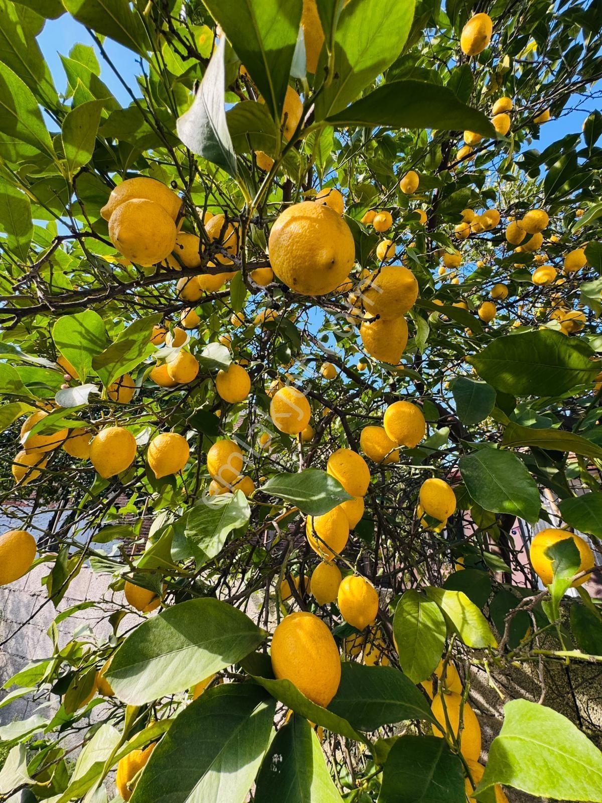 Muğla Milas Satılık Müstakil Yaşam Alanı - Görsel 17