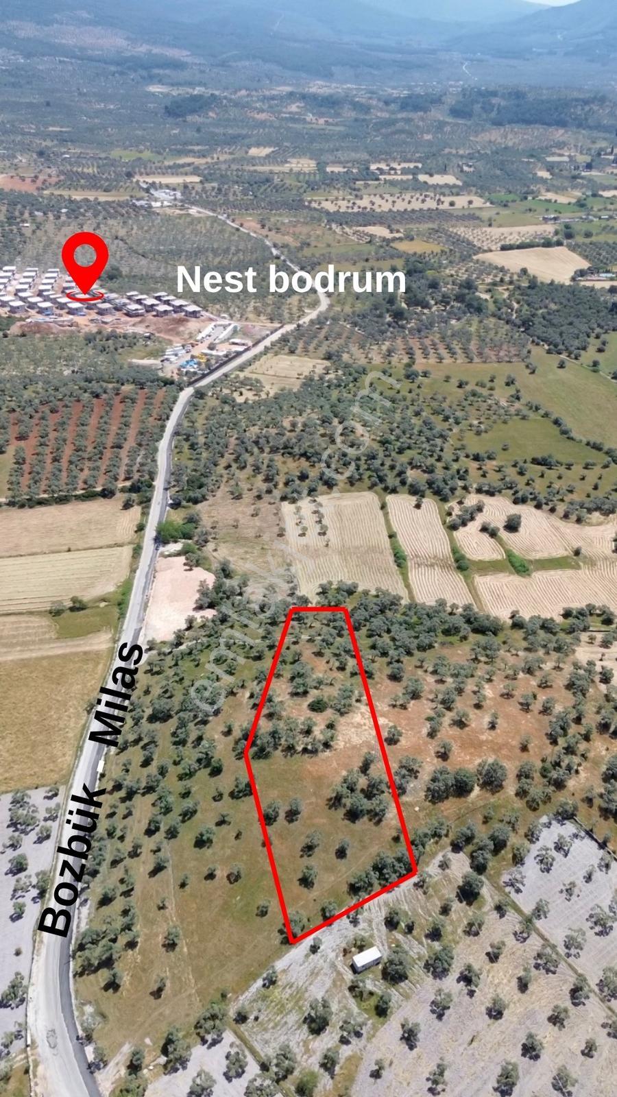 Bozbük'te Nest Aden Komşusu Deniz Manzaralı Satılık Zeytinlik - Görsel 3