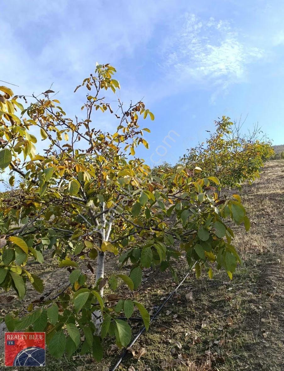 Manisa Kulada Satılık 21.000 M² Tarla - Görsel 7