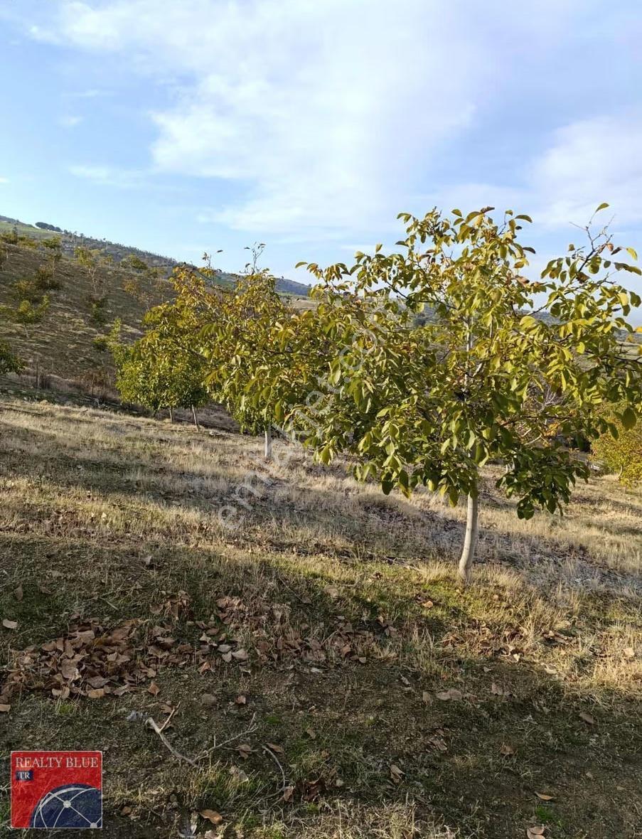 Manisa Kulada Satılık 21.000 M² Tarla - Görsel 22