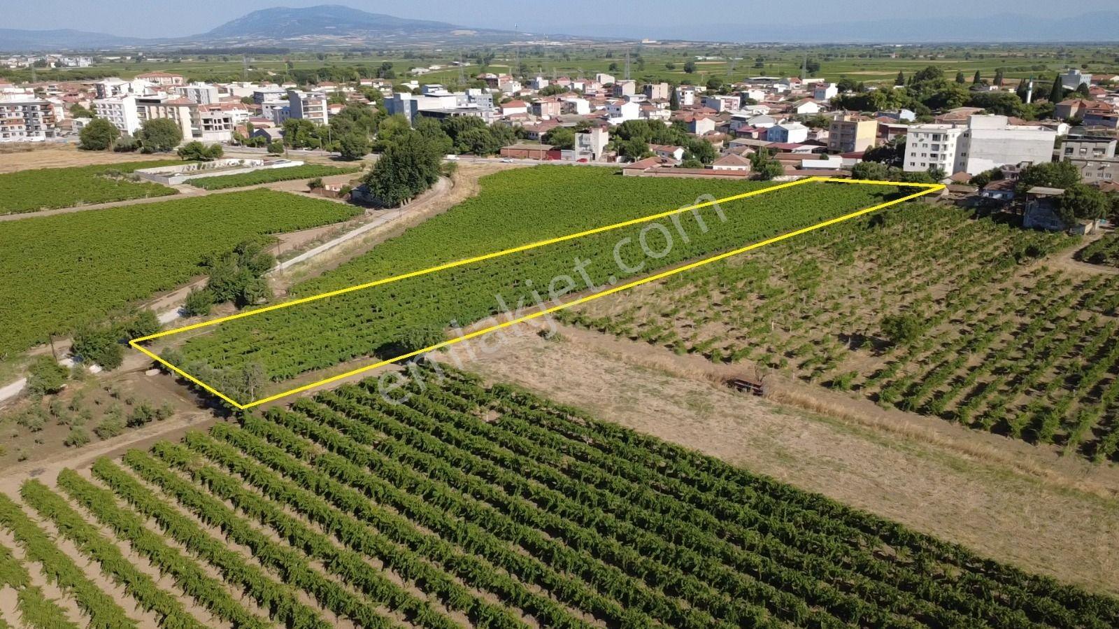 Manisa Saruhanlı İmar Dibi Yatırımlık Bağ 2864 M2 - Görsel 5