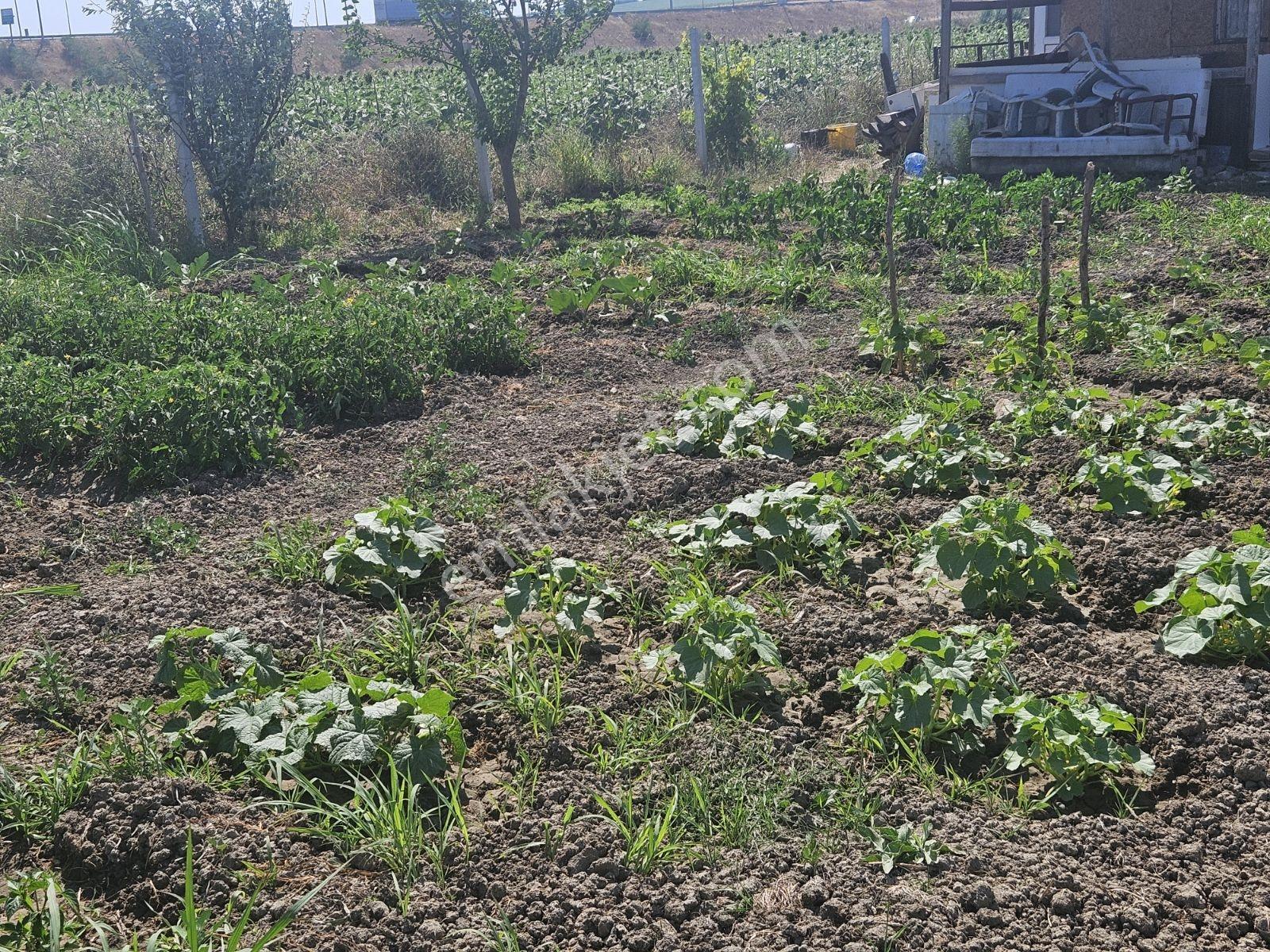 Silivri Kınalı Gişeleri Yanındasatılık İçinde Ev Olanhobi Baçesi - Görsel 21