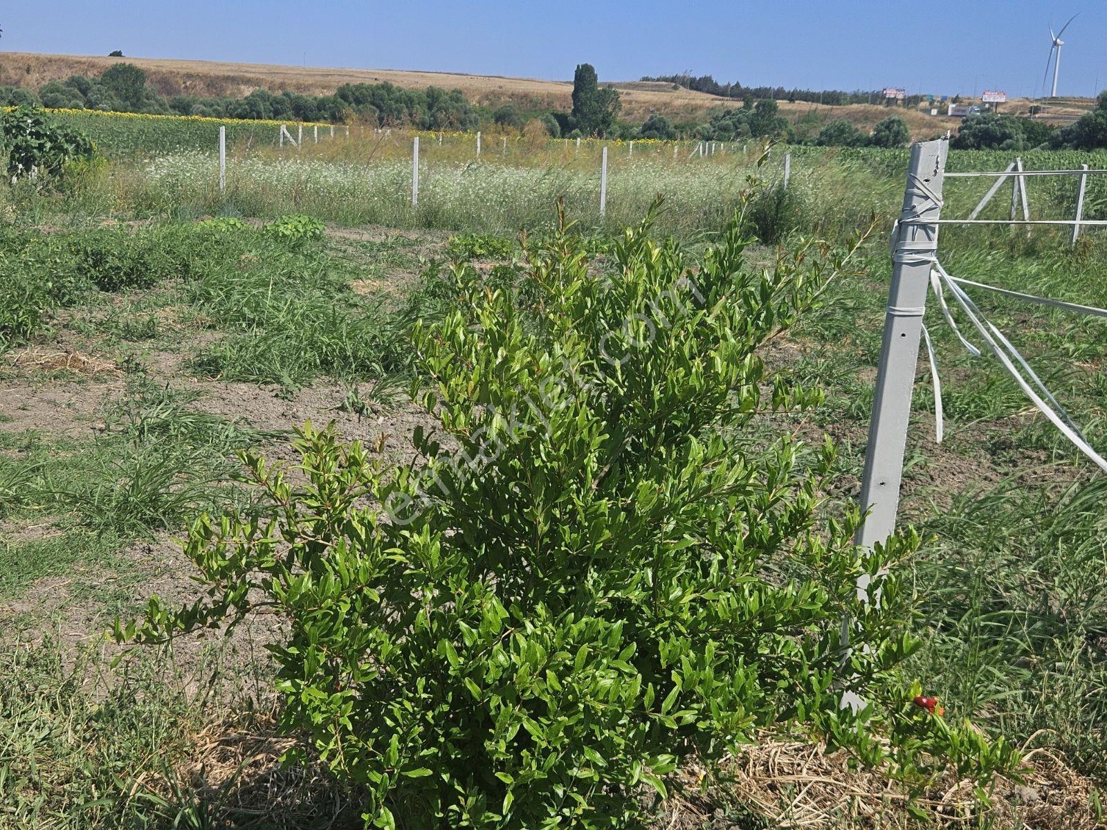 Silivri Kınalı Gişeleri Yanındasatılık İçinde Ev Olanhobi Baçesi - Görsel 31