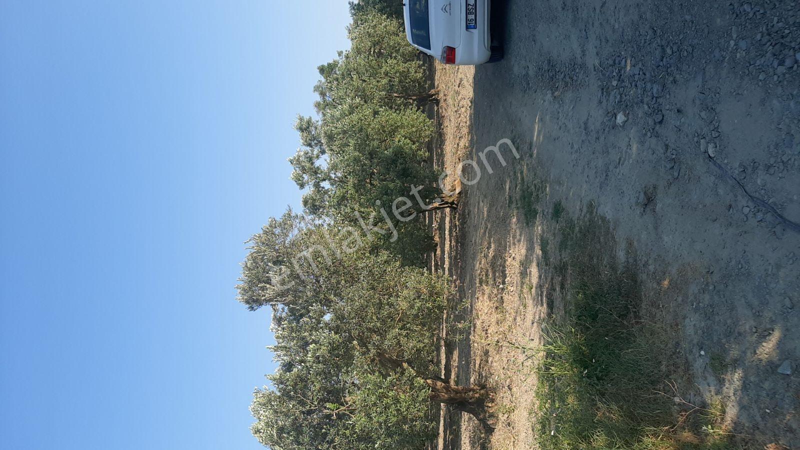 Bursa Karacabey Tophisar'da 3.350 M2 Yatırımlık Zeytinlik - Görsel 2