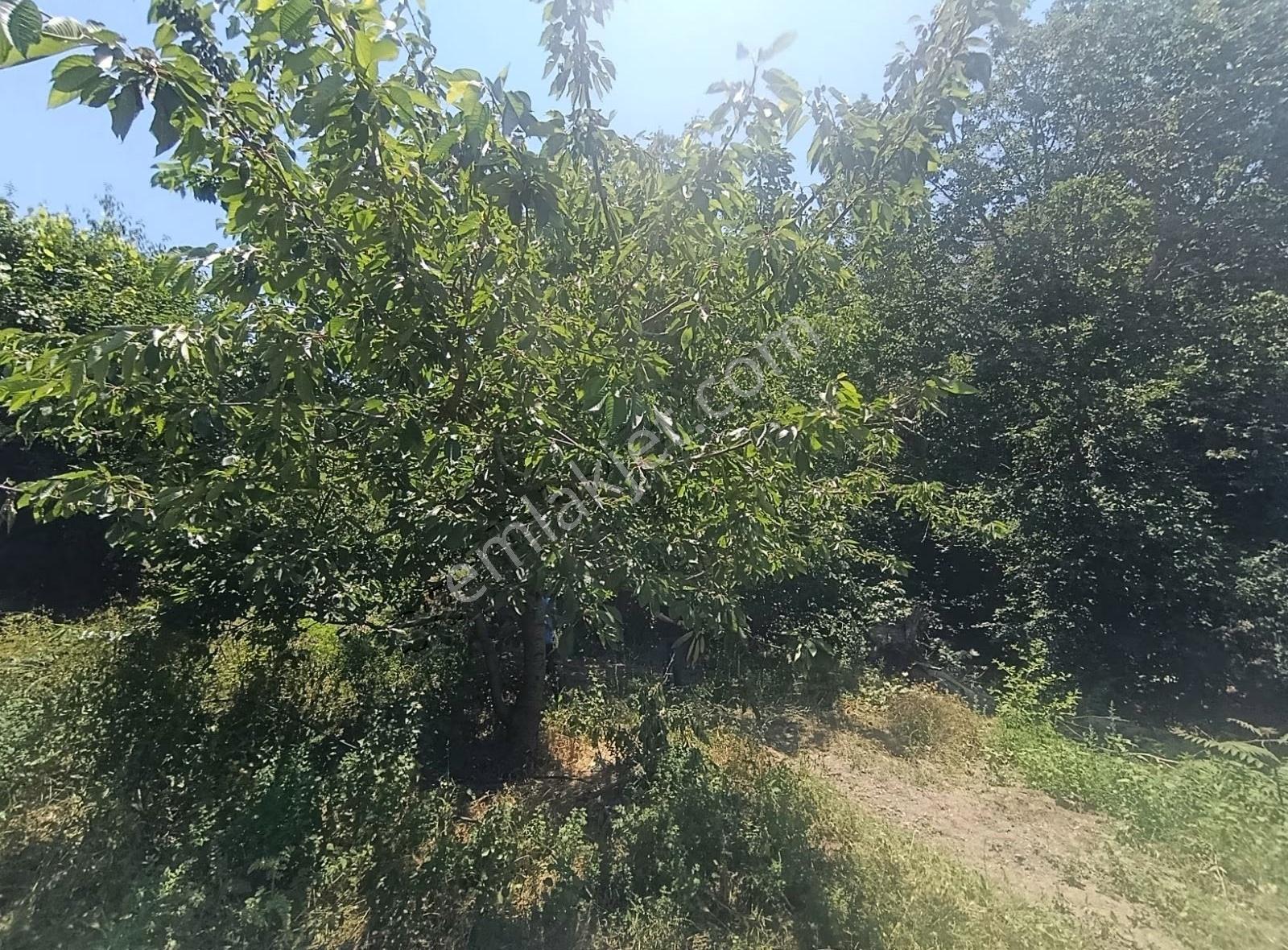 Çelikli Mah. Salihli Manzaralı Satılık Bahçe - Görsel 21