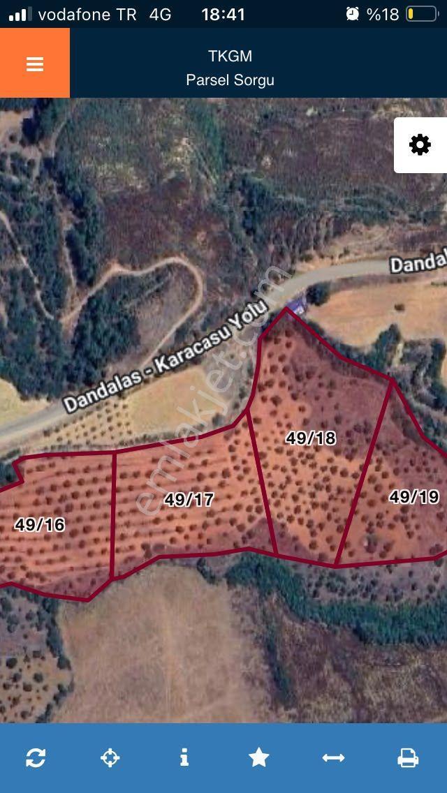 Karacasu Merkez 35 Dönüm Zeytinlik - Görsel 7