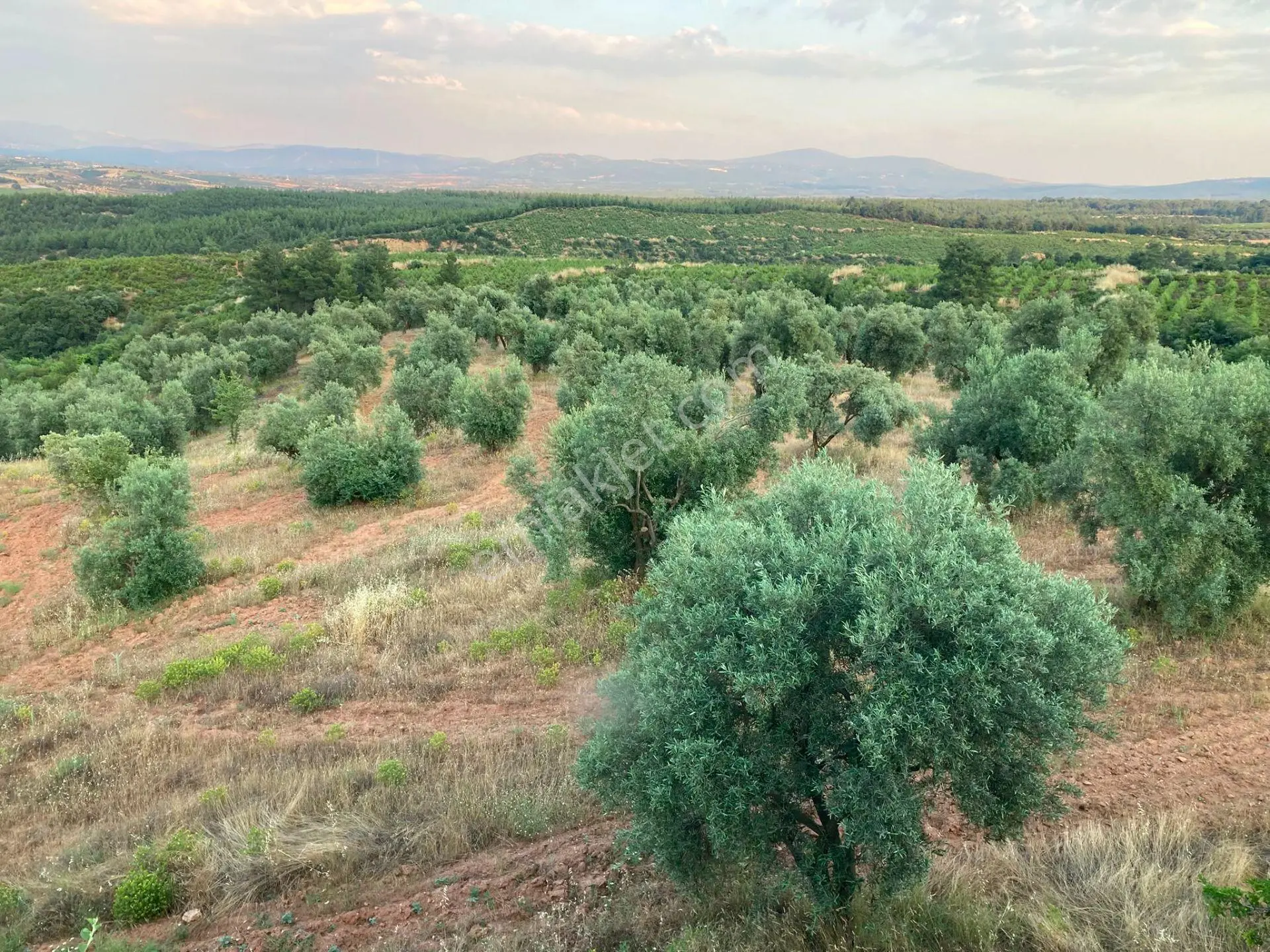 Karacasu Merkez 35 Dönüm Zeytinlik - Görsel 4