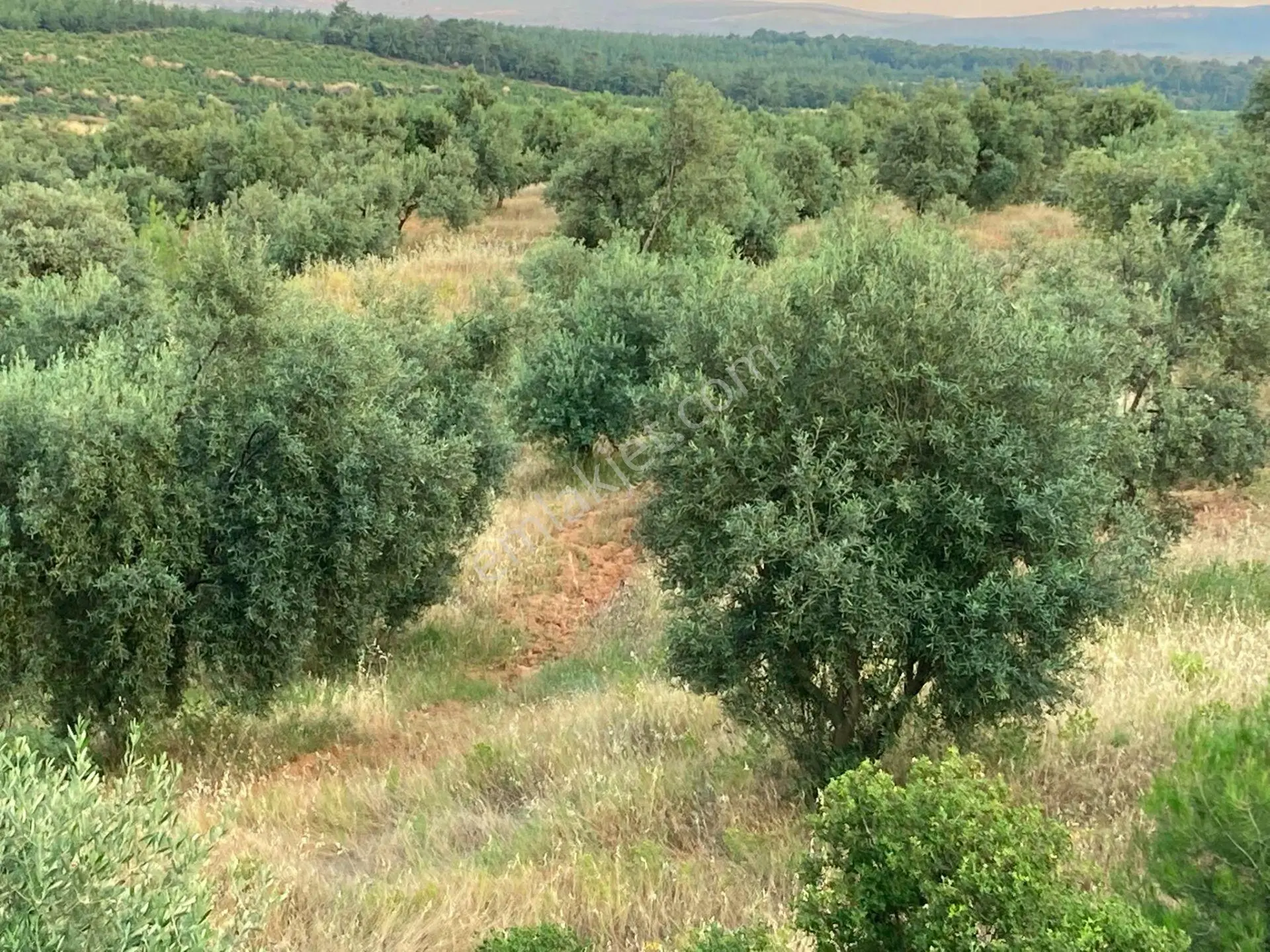 Karacasu Merkez 35 Dönüm Zeytinlik - Görsel 5