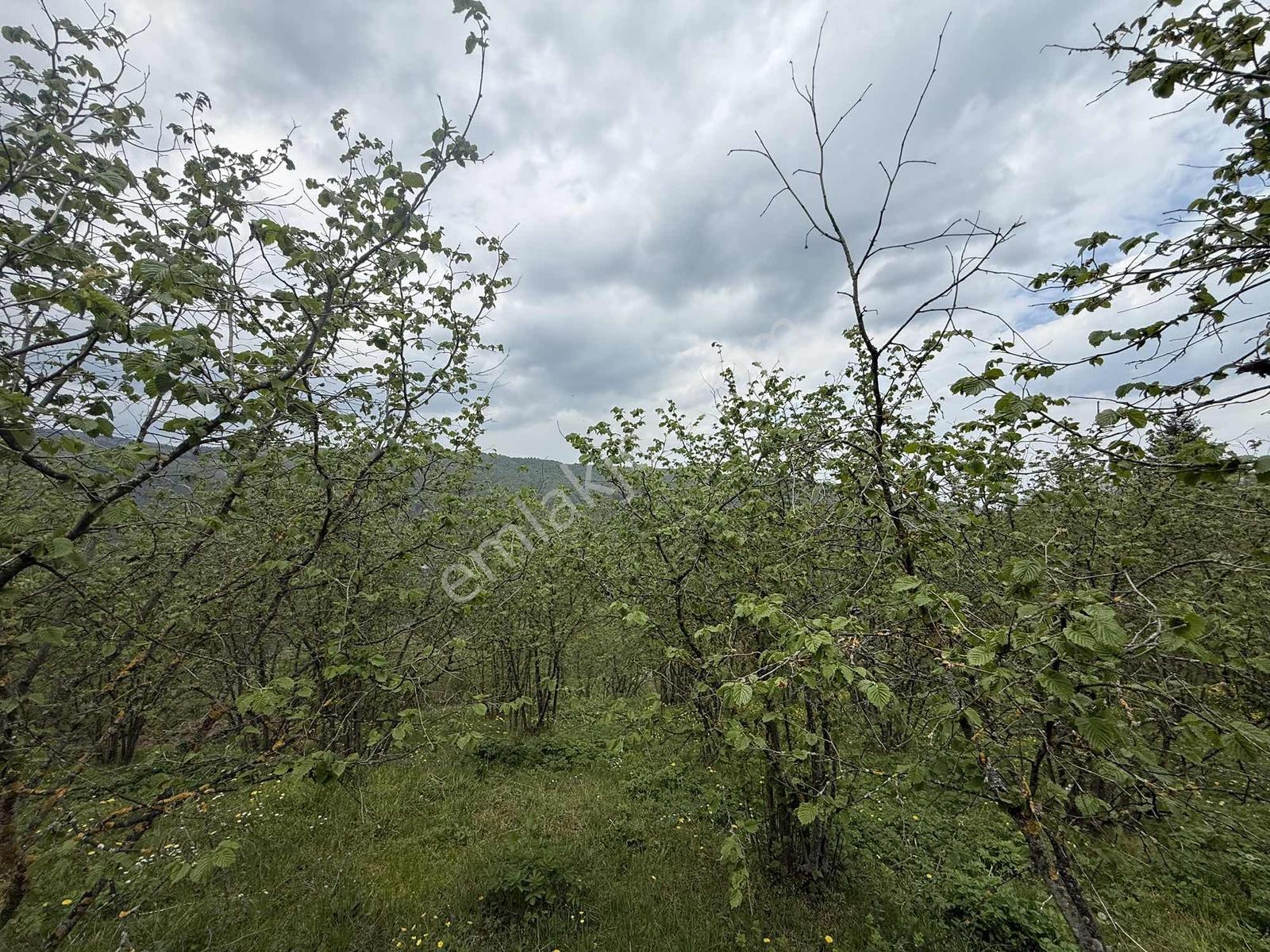 Sakarya Akyazı'da Satılık 3.564 M2 İmarlı Arsa - Görsel 2