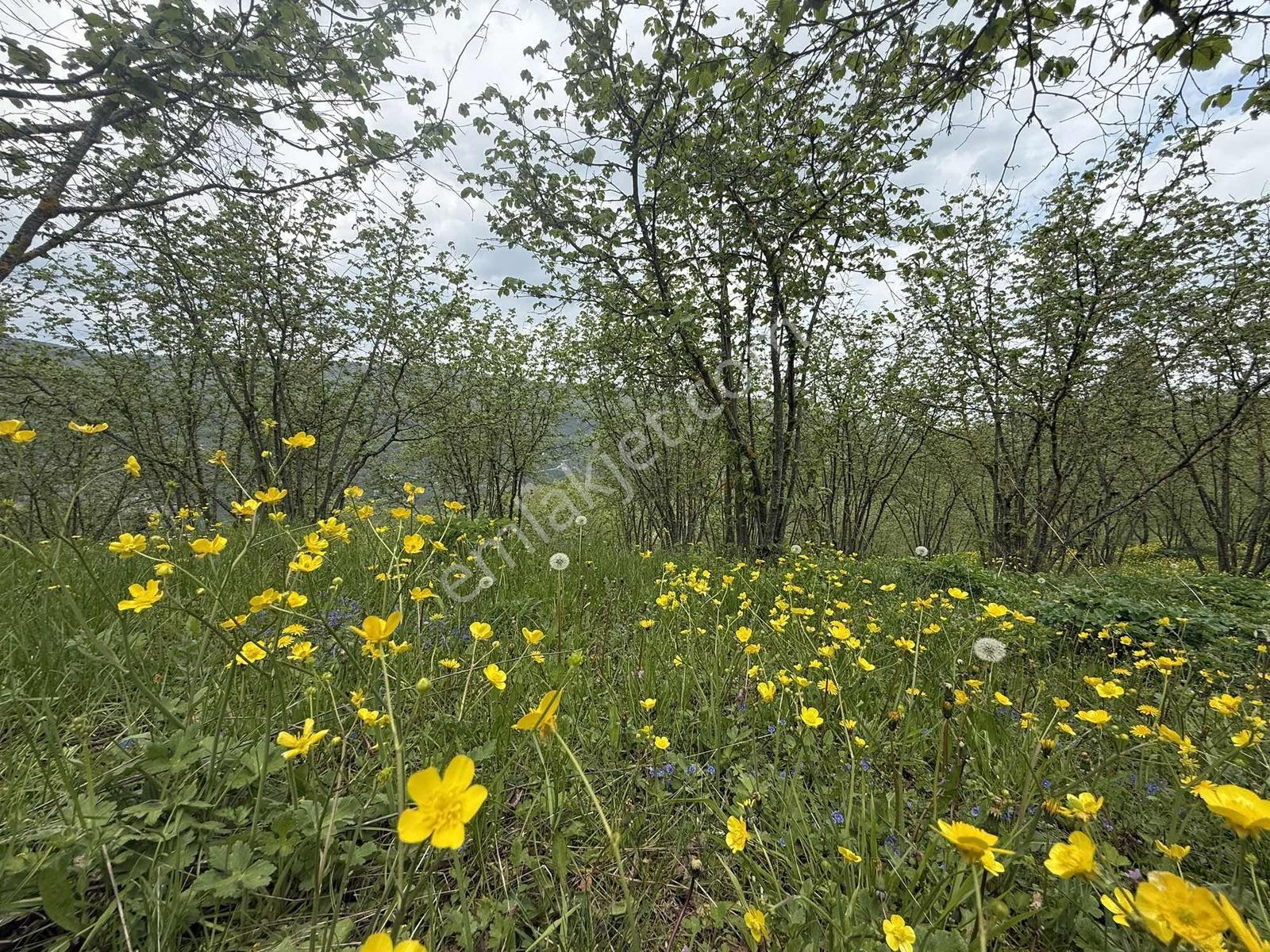 Sakarya Akyazı'da Satılık 3.564 M2 İmarlı Arsa - Görsel 26