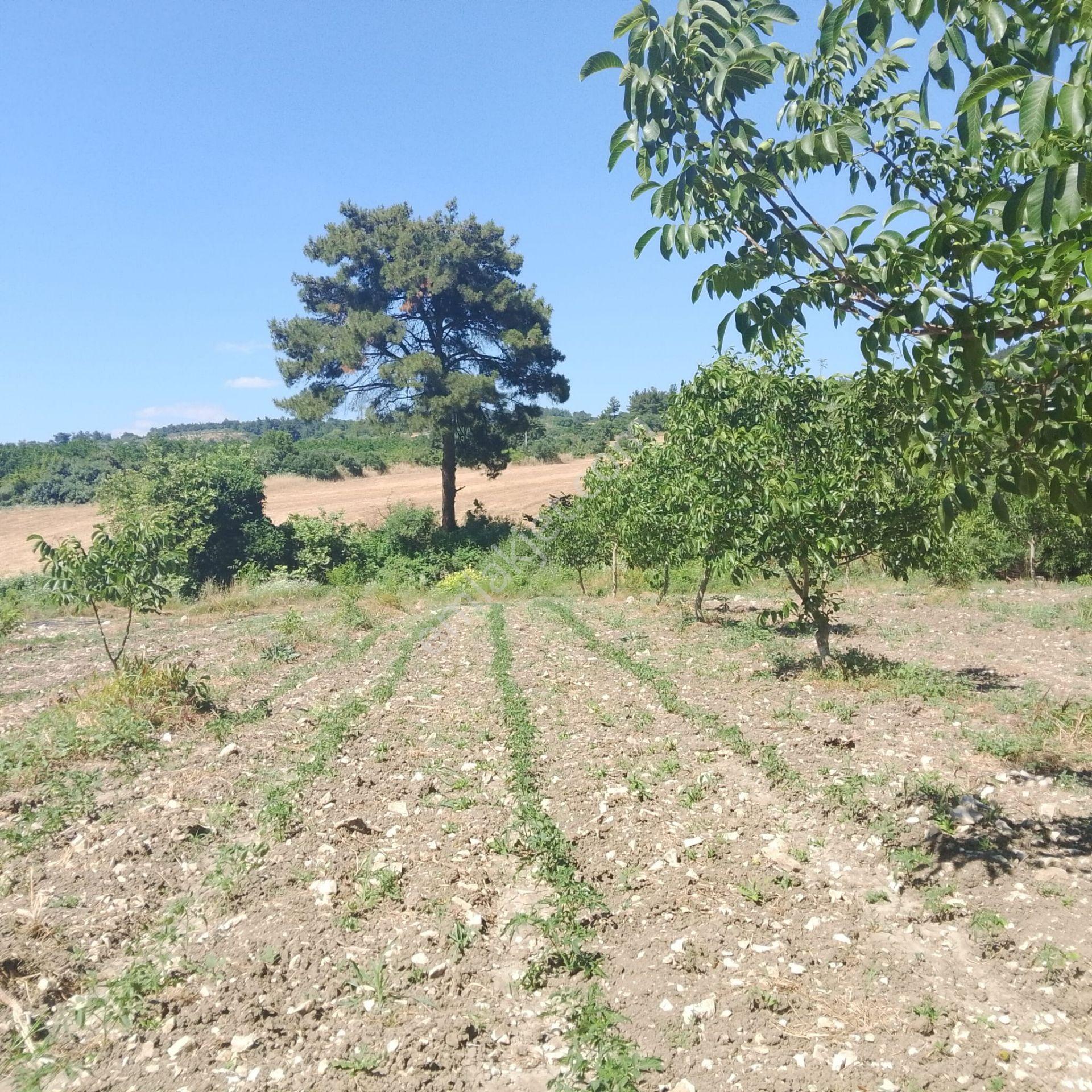 Re/max İnci'den Savaştepe Cumhuriyet Mah. Satılık Güneş Enerji Sistemli Tarla /ceviz Bahçesi - Görsel 10