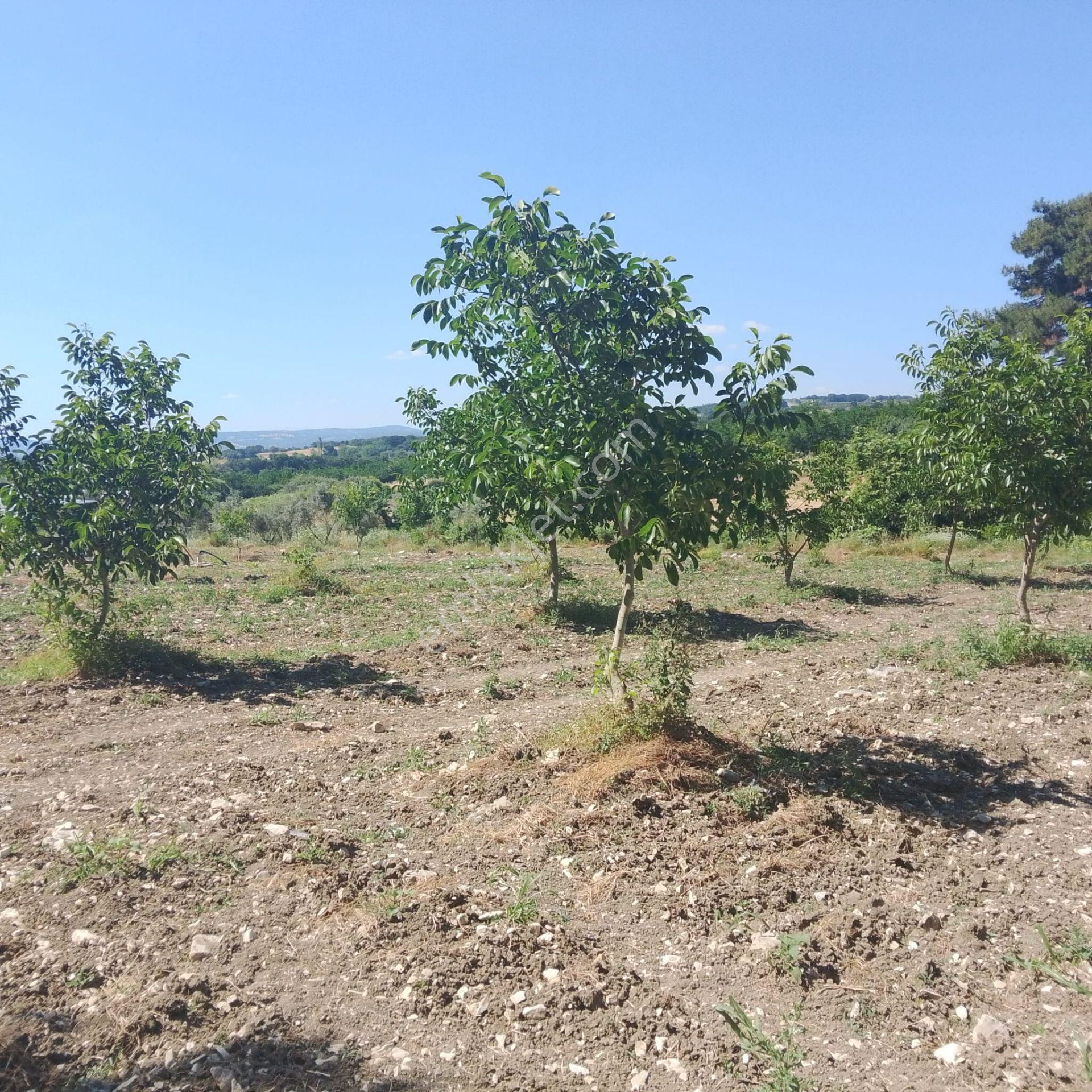 Re/max İnci'den Savaştepe Cumhuriyet Mah. Satılık Güneş Enerji Sistemli Tarla /ceviz Bahçesi - Görsel 13