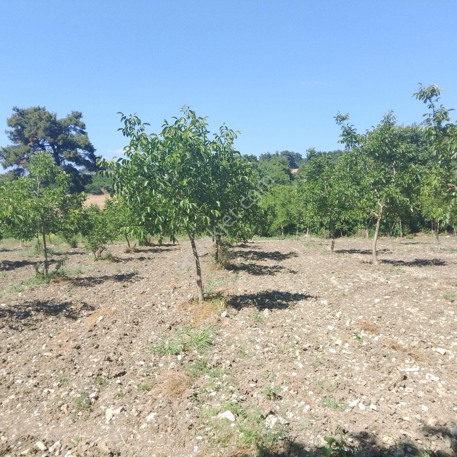 Re/max İnci'den Savaştepe Cumhuriyet Mah. Satılık Güneş Enerji Sistemli Tarla /ceviz Bahçesi - Görsel 17