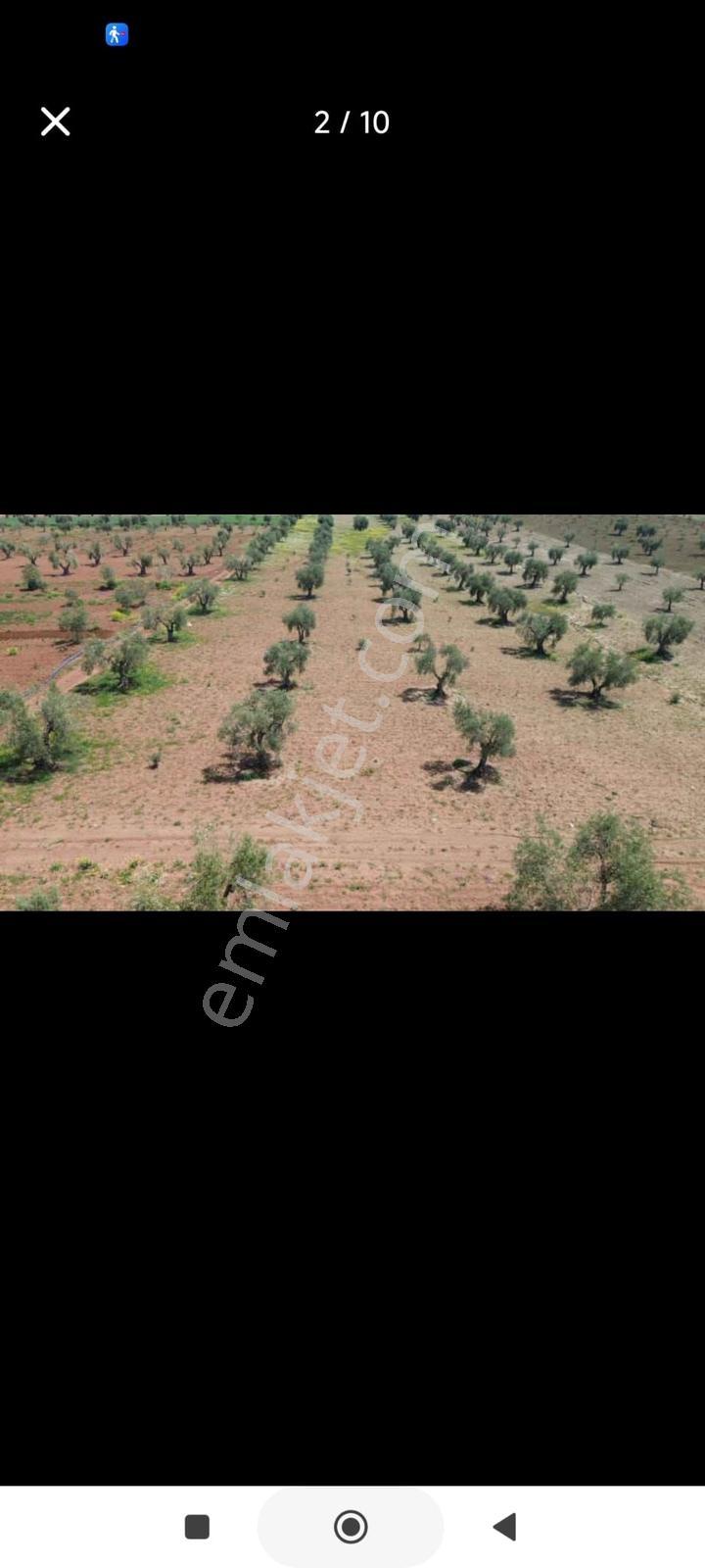 Ayyıldız'dan - 17.679 M2 Resmi Yol Üzeri Duraca Mevki Zeytinlik - Görsel 9