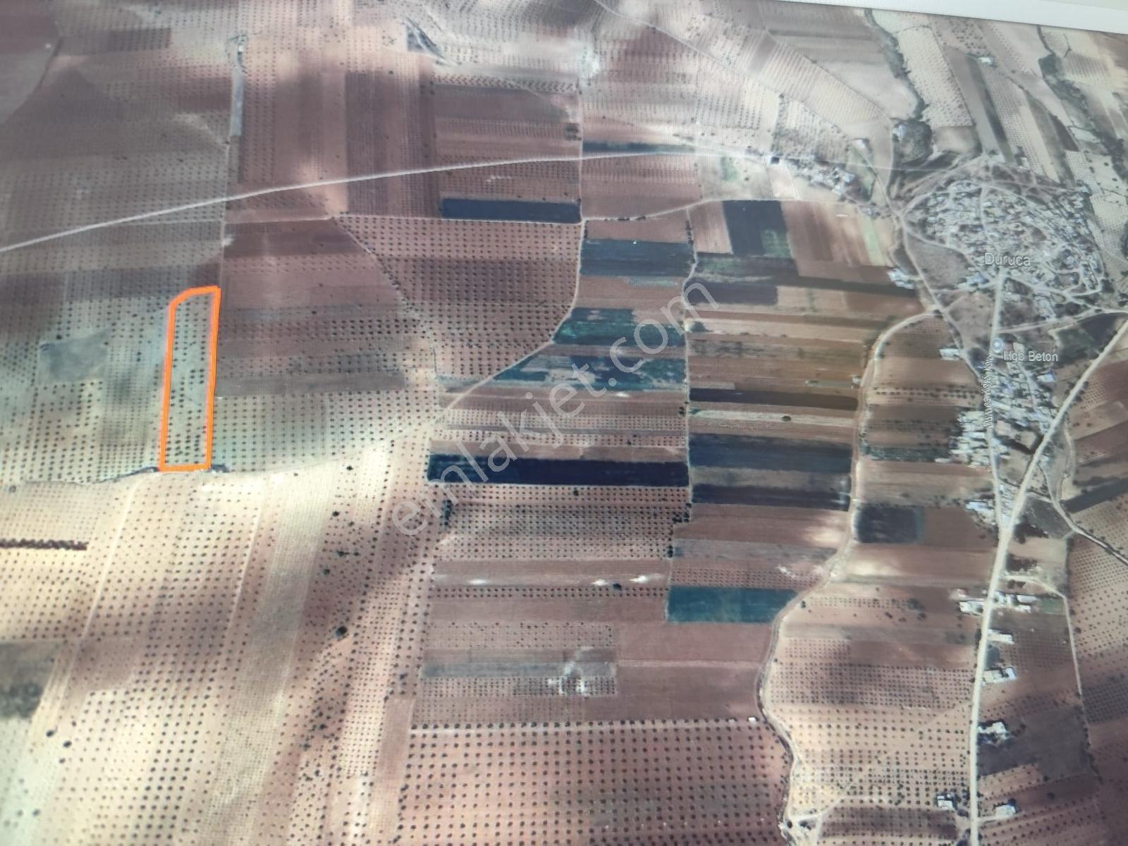 Ayyıldız'dan - 17.679 M2 Resmi Yol Üzeri Duraca Mevki Zeytinlik - Görsel 14