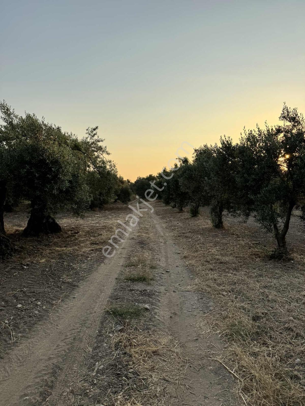 Efendi Mah. Hasköy Yolu Yakını 3.061 M2 Satılık Zeytinlik - Görsel 11