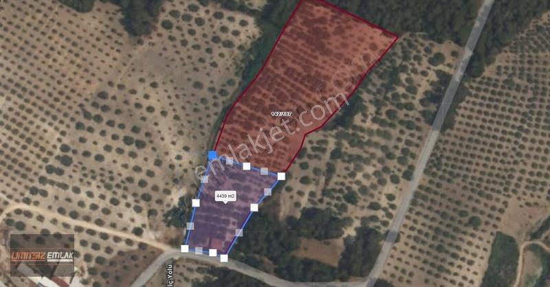 Sindelli'de Köy Girişi | 4436 M2 | 4 Adet 10 Ton Zeytin Kuyulu - Görsel 4