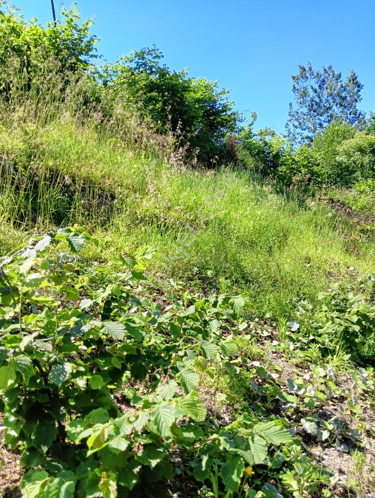 Wisrem'den Ortahisar'da Satılık Villalık Arsa Ve Fındık Bahçesi - Görsel 27