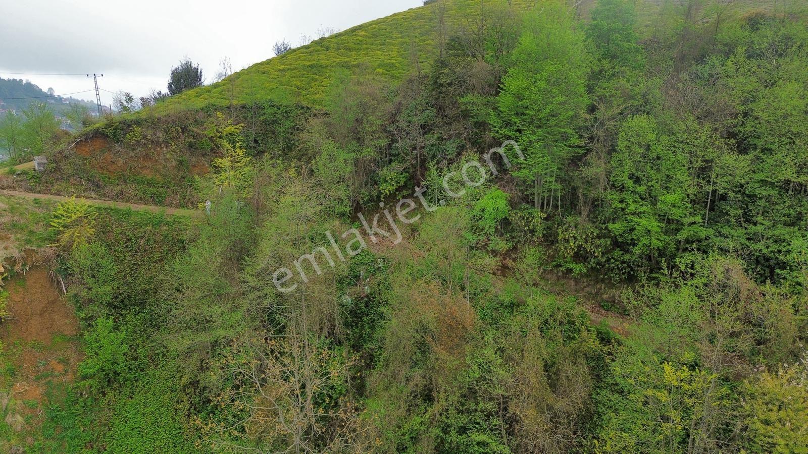 Rize Pazar Aktepede Satılık Arazi - Görsel 19