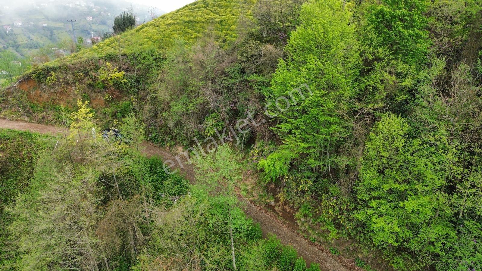 Rize Pazar Aktepede Satılık Arazi - Görsel 10